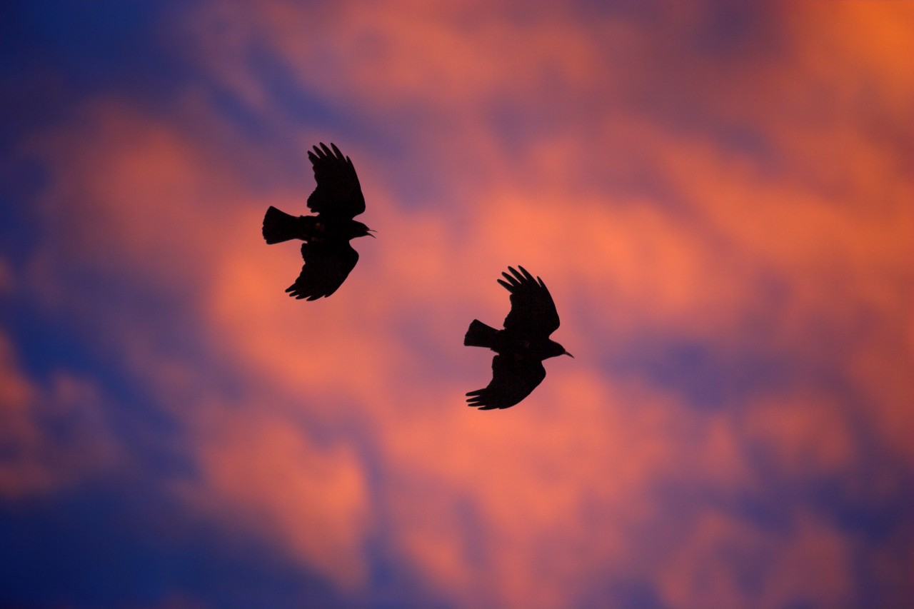 Carneddau Chough Network – Autumn 2022 Newsletter