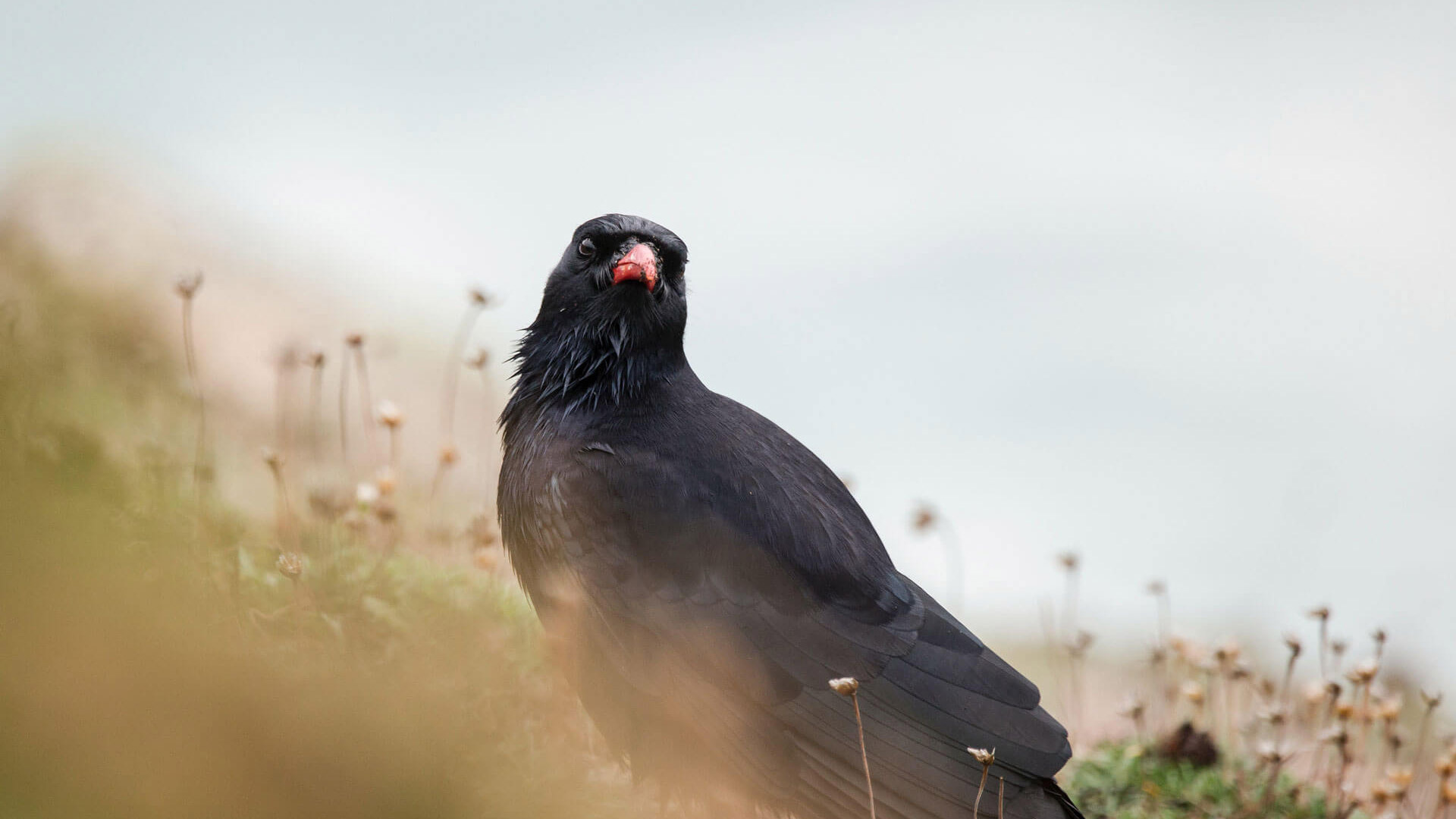 Recording Chough