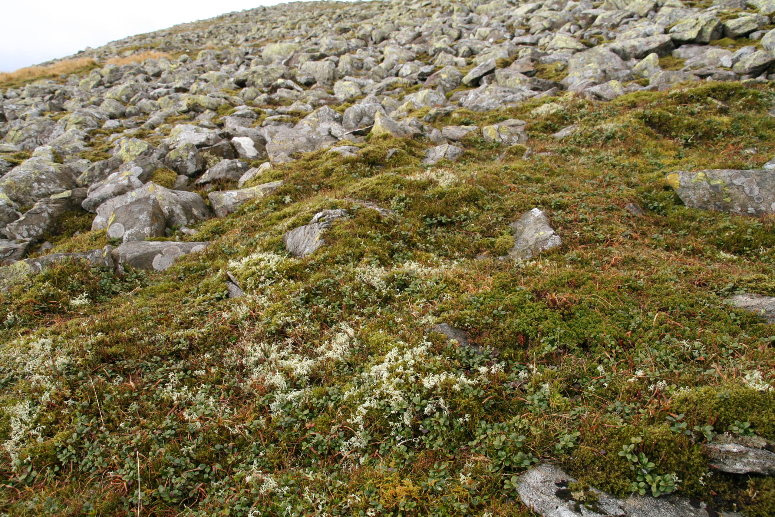 Montane Heath Restoration