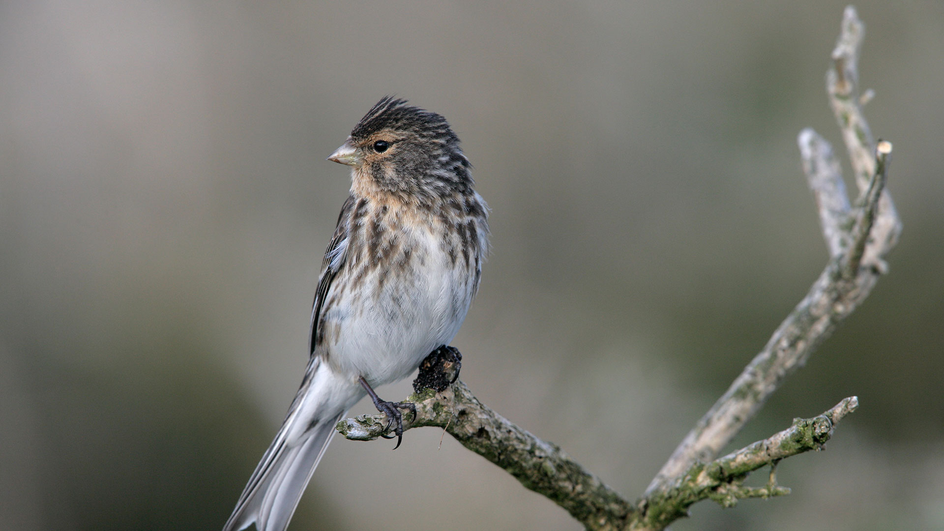 Twite resting on a native tree in the Carneddau