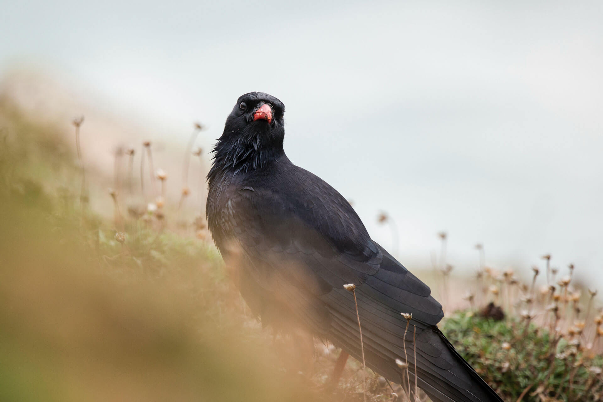 Red-Billed Chough in a meadow - Carneddau