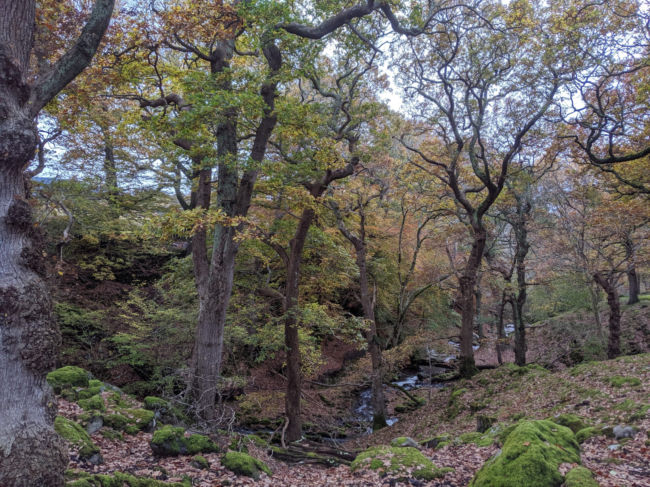 Gwrychoedd, Coed, a Choetiroedd