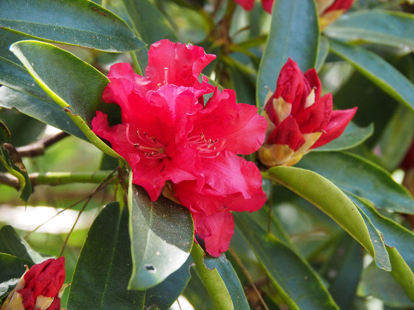 Mynd i’r Afael â Rhywogaethau Ymledol