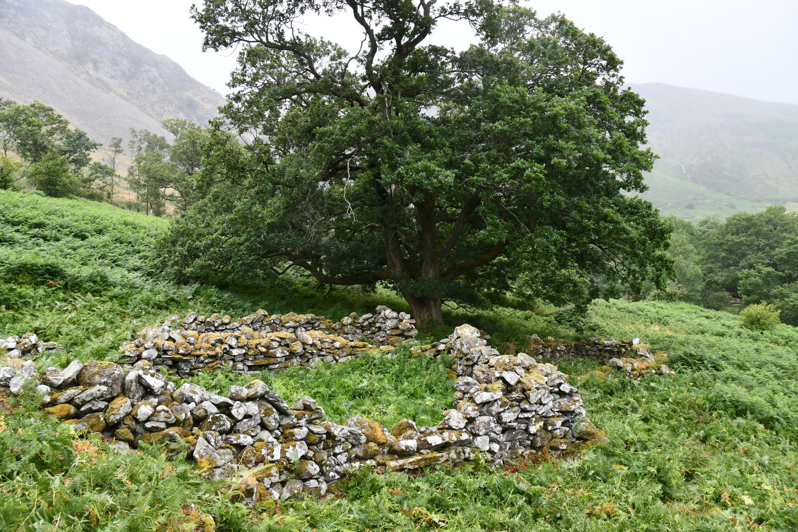Clearing bracken around a medieval longhut